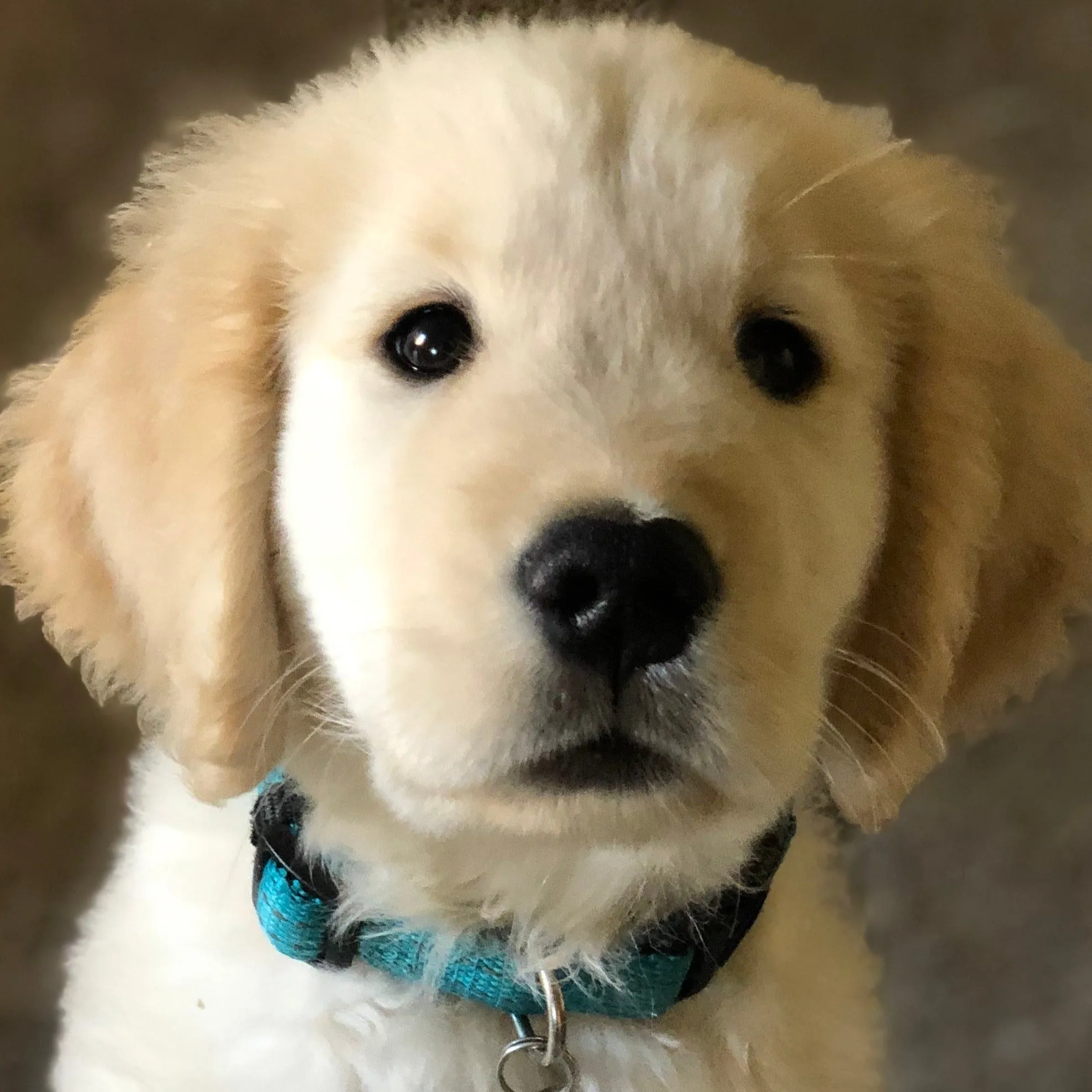 Simple, Free Canine Enrichment Ideas